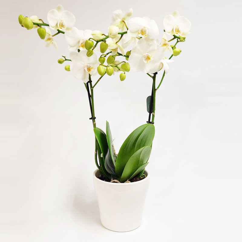 סחלבים | Orchids | Valentine's Day Gifts