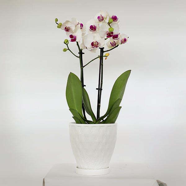 מולטי סחלב הולנדי לבן | קוטר 12 | 2 ענפים | גובה בינוני